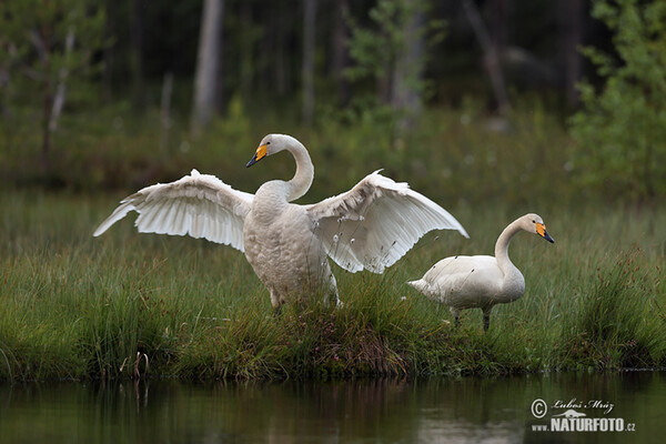 Whooper Swan (Cygnus cygnus)