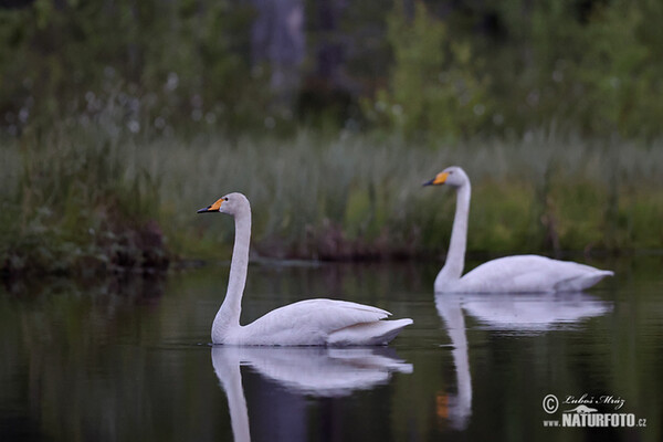 Whooper Swan (Cygnus cygnus)