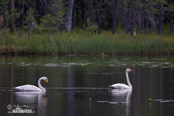 Whooper Swan (Cygnus cygnus)