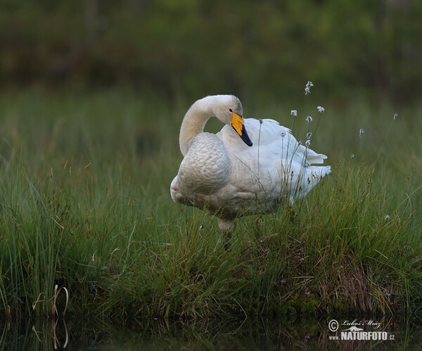 Whooper Swan (Cygnus cygnus)