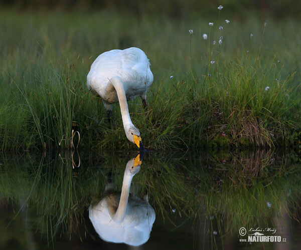 Whooper Swan (Cygnus cygnus)