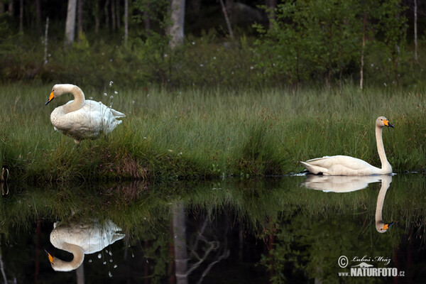 Whooper Swan (Cygnus cygnus)