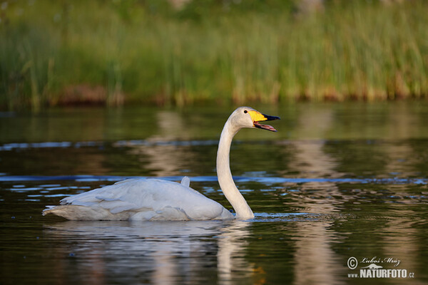 Whooper Swan (Cygnus cygnus)