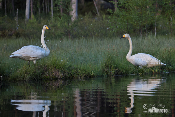 Whooper Swan (Cygnus cygnus)