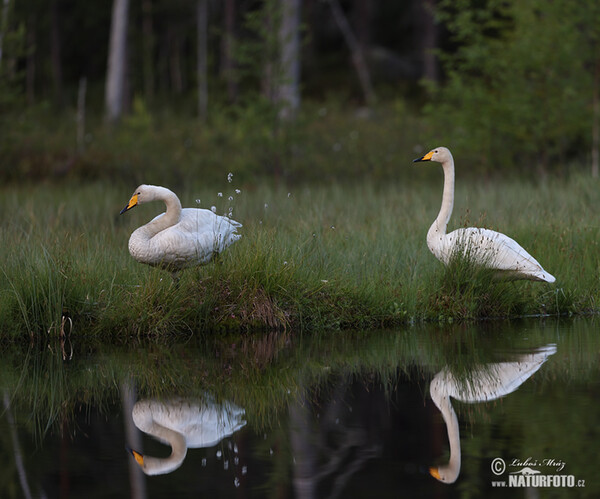 Whooper Swan (Cygnus cygnus)