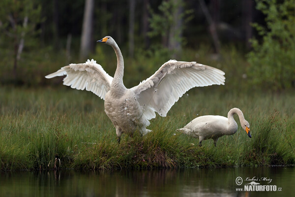 Whooper Swan (Cygnus cygnus)