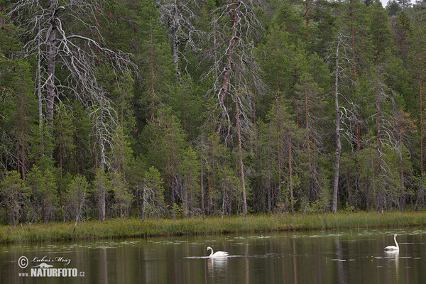 Whooper Swan (Cygnus cygnus)