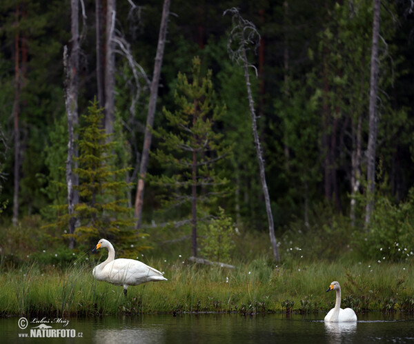 Whooper Swan (Cygnus cygnus)