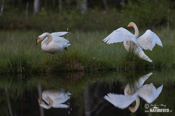 Whooper Swan (Cygnus cygnus)