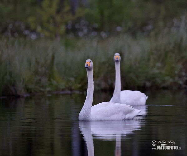 Whooper Swan (Cygnus cygnus)