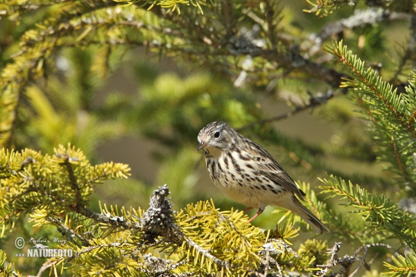 Wiesenpieper