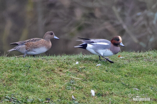 Wigeon (Anas penelope)