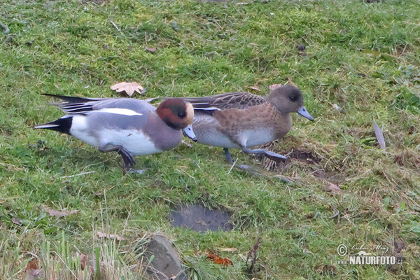 Wigeon (Anas penelope)