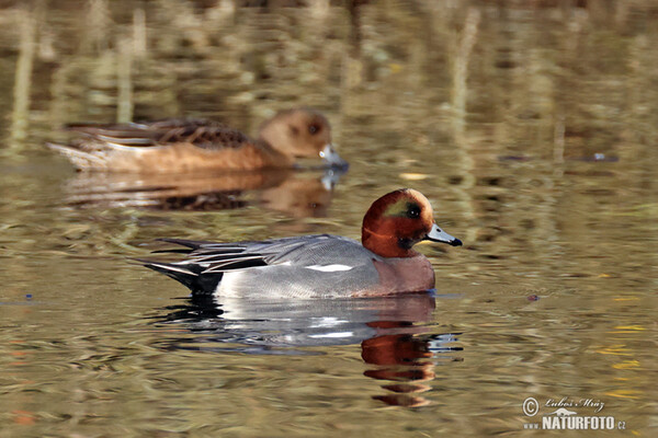 Wigeon (Anas penelope)