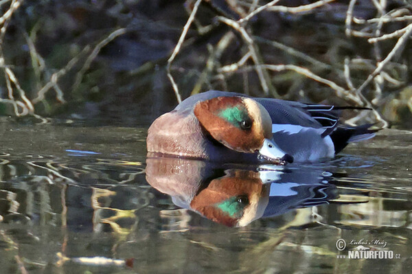 Wigeon (Anas penelope)