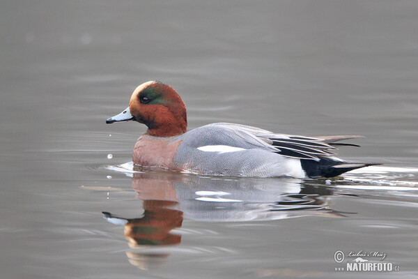 Wigeon (Anas penelope)