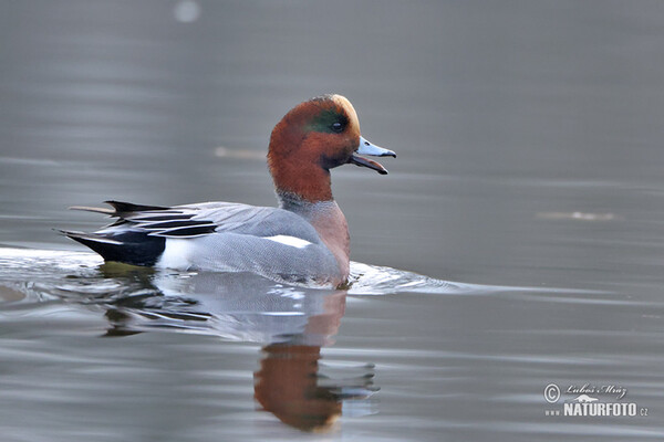 Wigeon (Anas penelope)