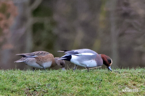 Wigeon (Anas penelope)