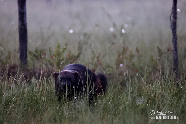 Wolverine (Gulo gulo)