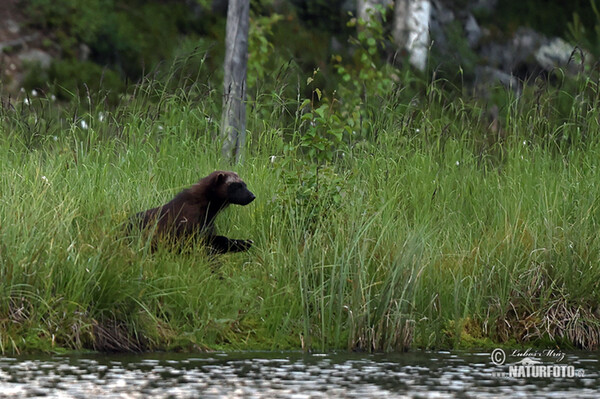 Wolverine (Gulo gulo)