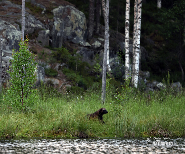 Wolverine (Gulo gulo)