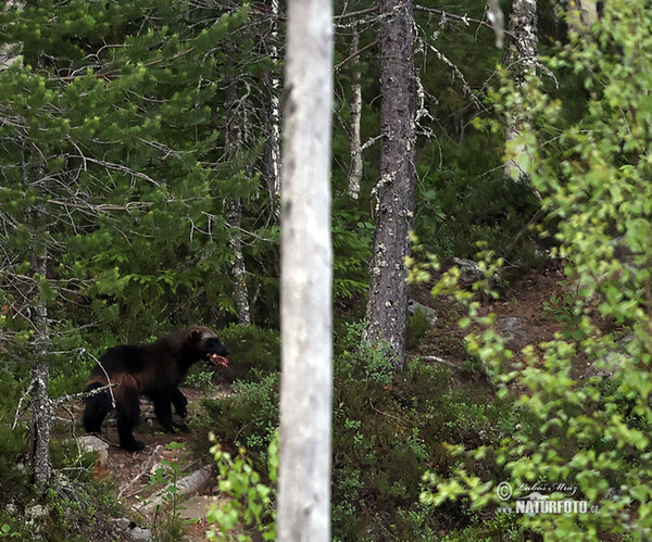 Wolverine (Gulo gulo)