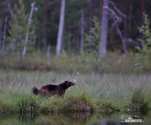 Wolverine (Gulo gulo)