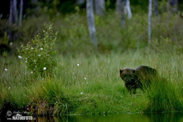 Wolverine (Gulo gulo)