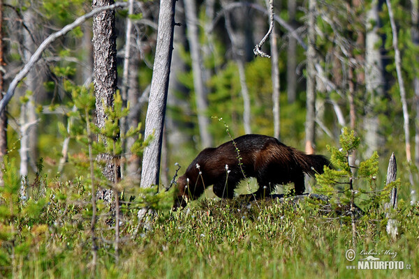 Wolverine (Gulo gulo)