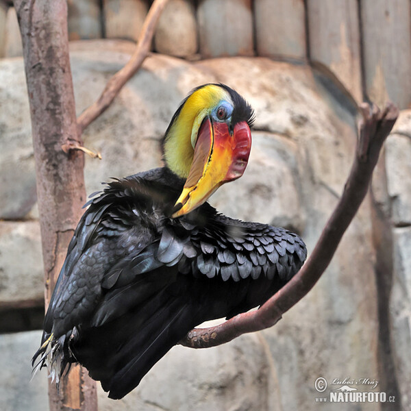 Wrinkled Hornbill (Rhabdotorrhinus corrugatus)