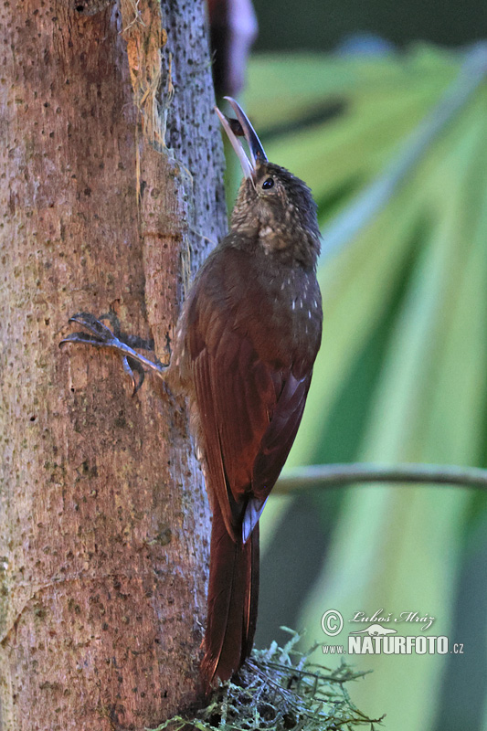 Xiphorhynchus erythropygius