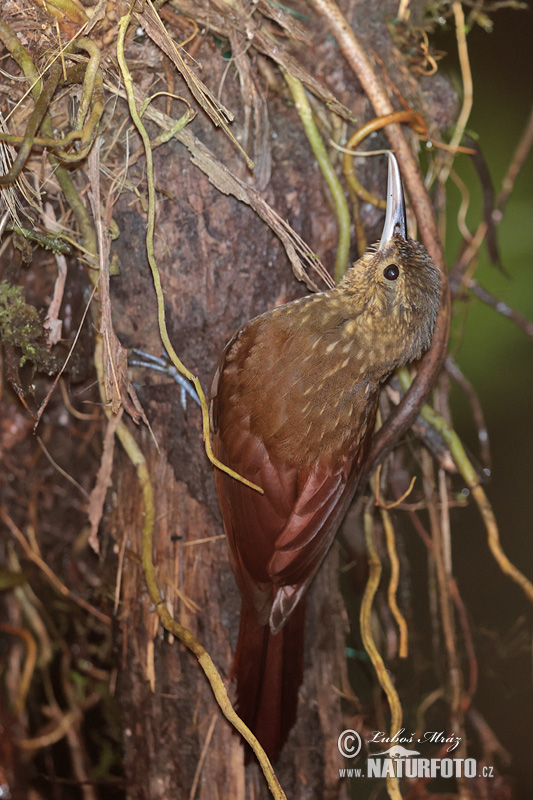 Xiphorhynchus erythropygius