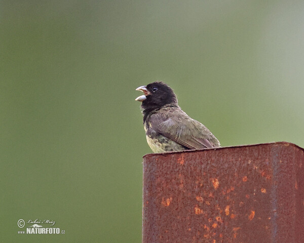 Yellow-billied Seedeater (Sporophila nigricollis)