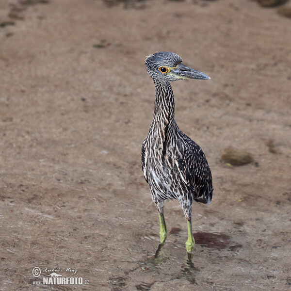 Yellow-crowned Night Heron (Nyctanassa violacea)