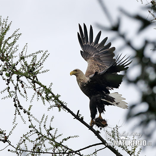 Zeearend vogel