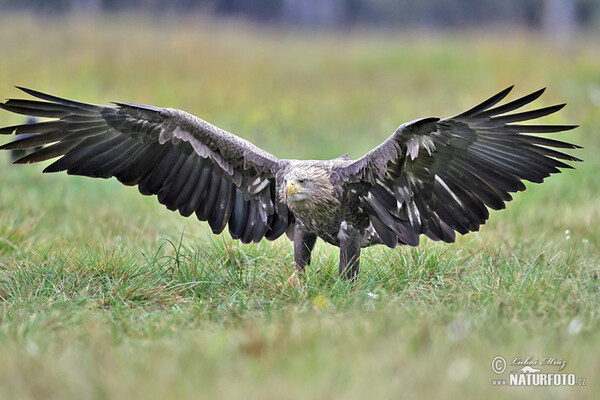 Zeearend vogel