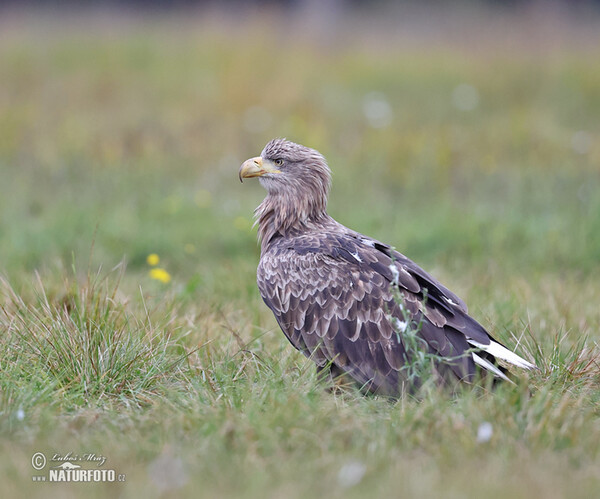 Zeearend vogel