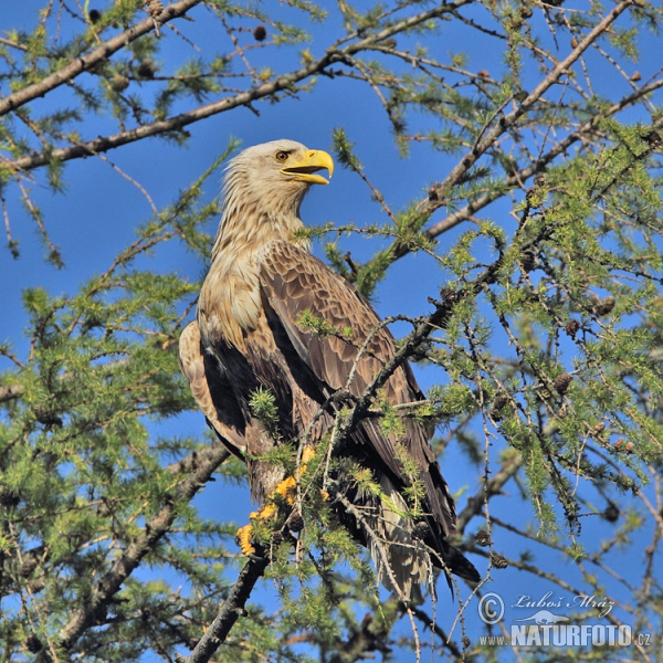 Zeearend vogel