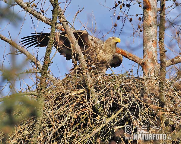 Zeearend vogel