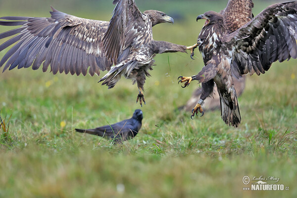 Zeearend vogel