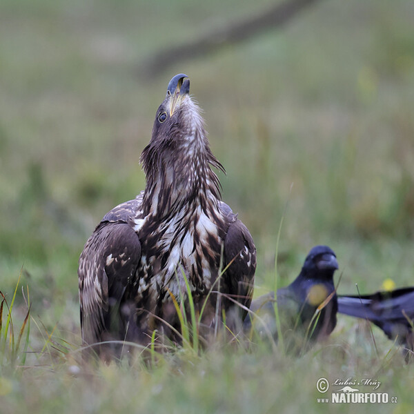 Zeearend vogel