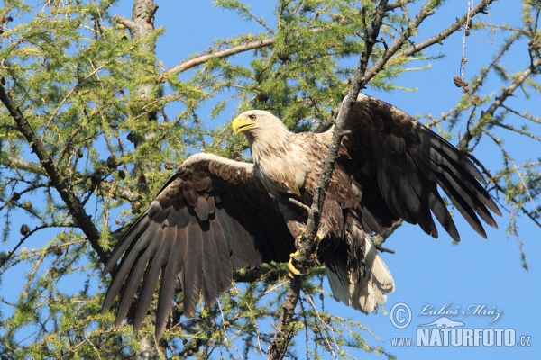 Zeearend vogel