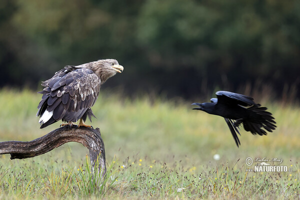 Zeearend vogel