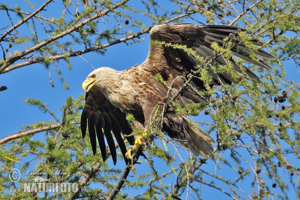 Zeearend vogel