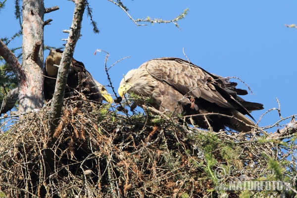 Zeearend vogel