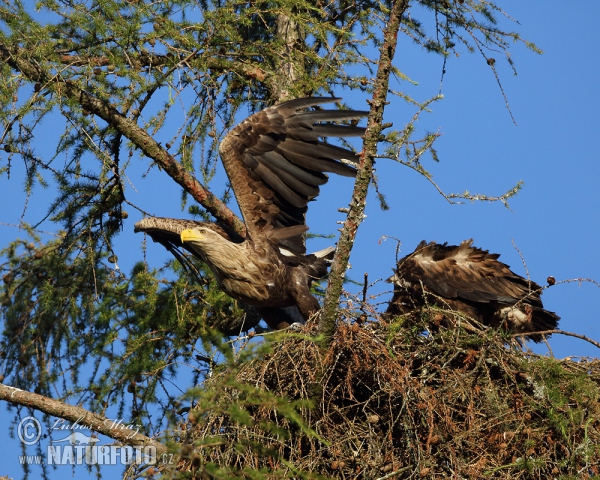 Zeearend vogel