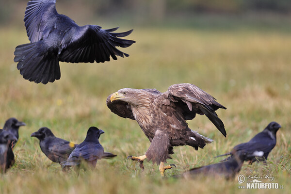 Zeearend vogel