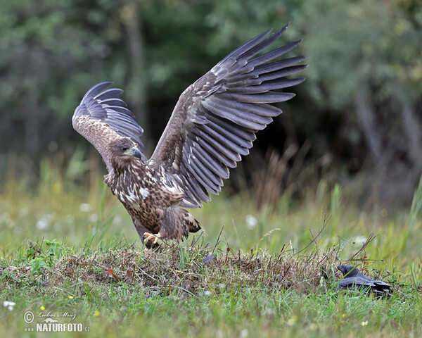 Zeearend vogel