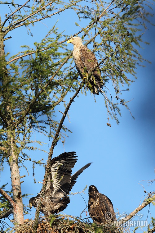 Zeearend vogel