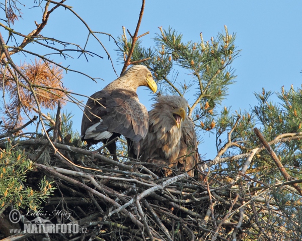 Zeearend vogel